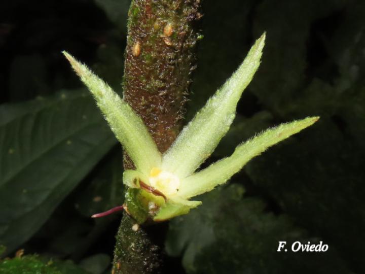 Columnea consanguinea