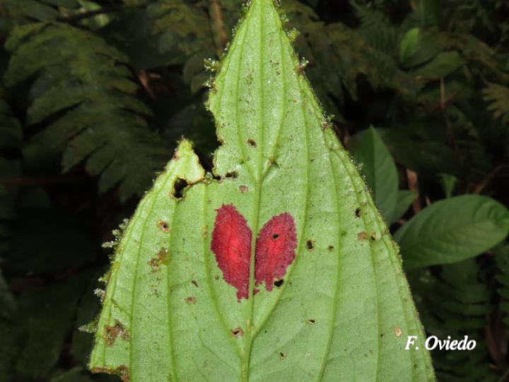 Columnea consanguinea