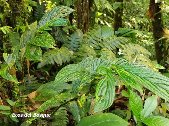 Columnea consanguinea