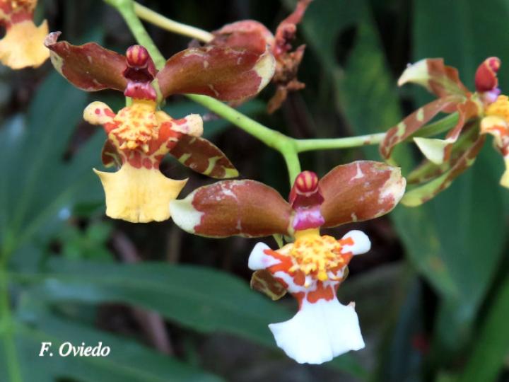 Cyrtochiloides ochmatochila (LLuvia de oro)