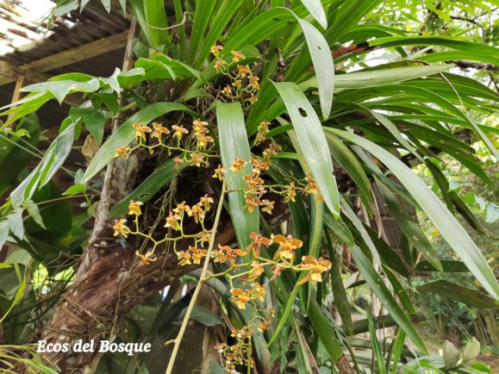 Cyrtochiloides ochmatochila (LLuvia de oro)