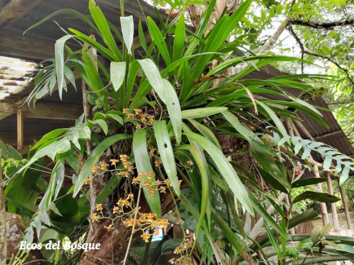 Cyrtochiloides ochmatochila (LLuvia de oro)