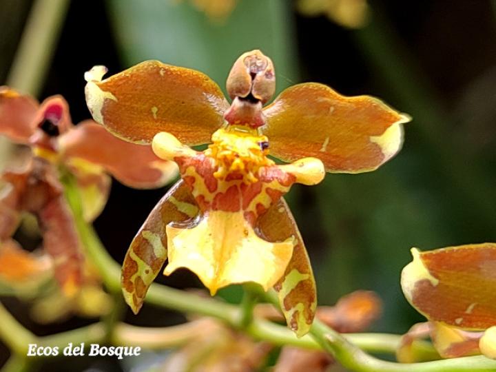 Cyrtochiloides ochmatochila (LLuvia de oro)
