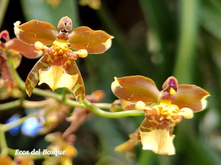 Cyrtochiloides ochmatochila (LLuvia de oro)