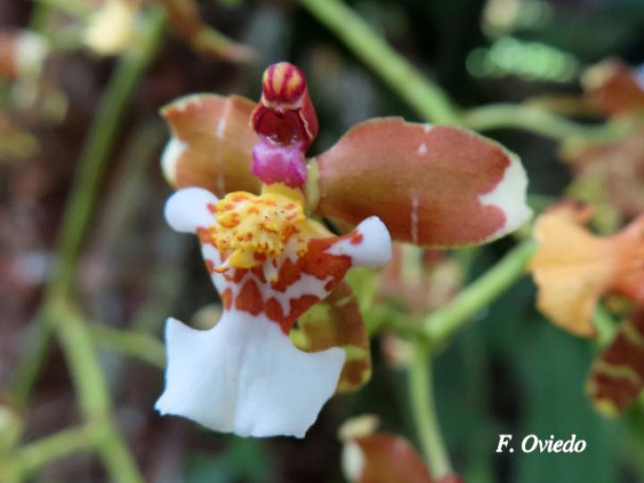 Cyrtochiloides ochmatochila (LLuvia de oro)