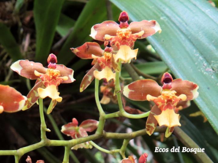 Cyrtochiloides ochmatochila (LLuvia de oro)