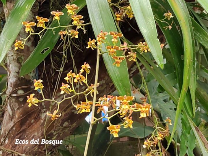 Cyrtochiloides ochmatochila (LLuvia de oro)