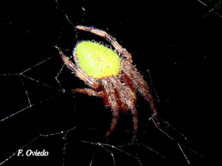 Eriophora ravilla (Araña tropical de tela orbicular)