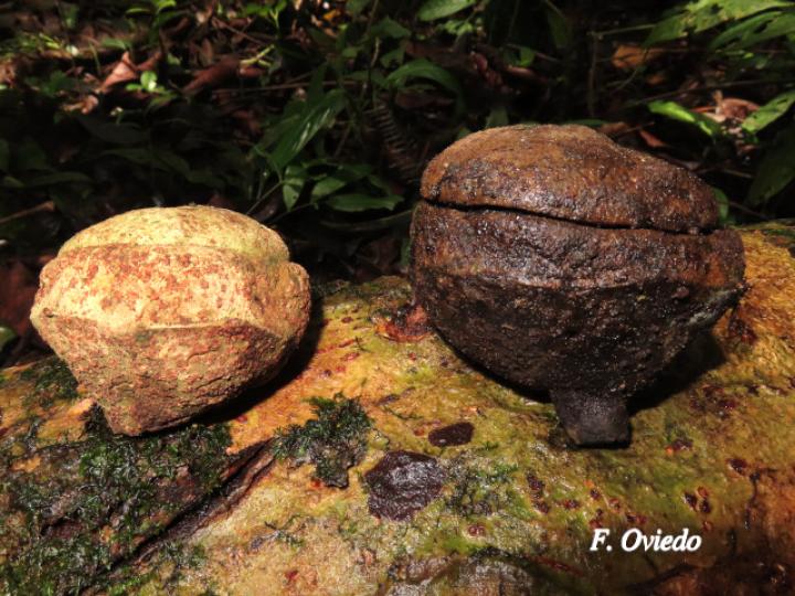 Eschweilera sessilis (Alma negra)
