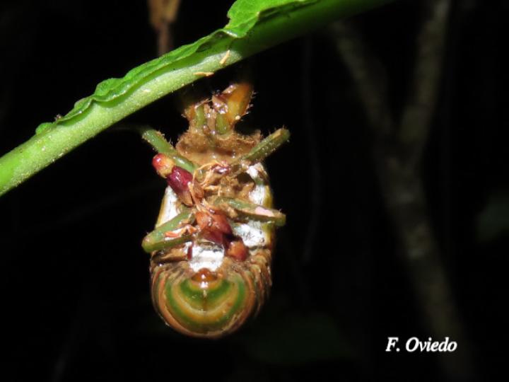 Fidicina mannifera (Chicharra o cigarra)