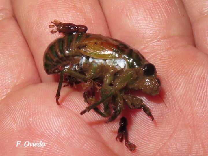 Fidicina mannifera (Chicharra o cigarra)