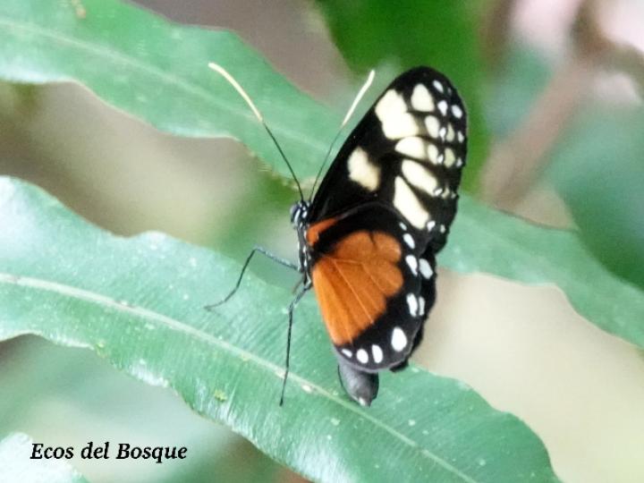 Godyris zavaleta (Mariposa de Cristal)