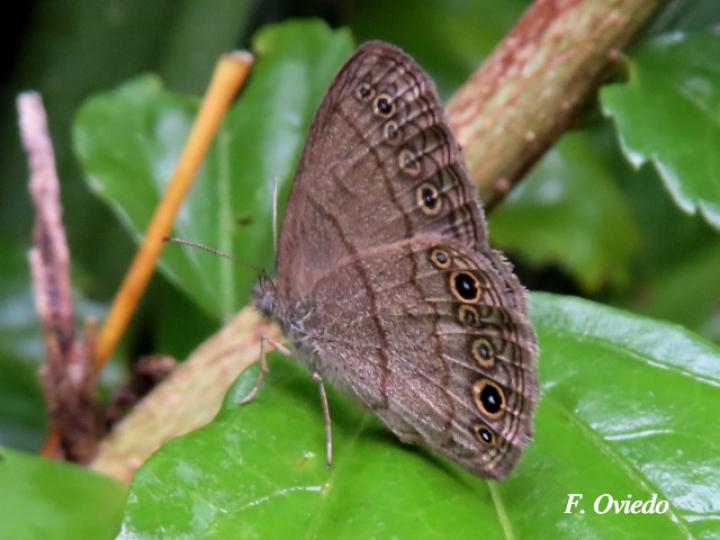 Hermeuptychia hermes (Sátira de Hermes)