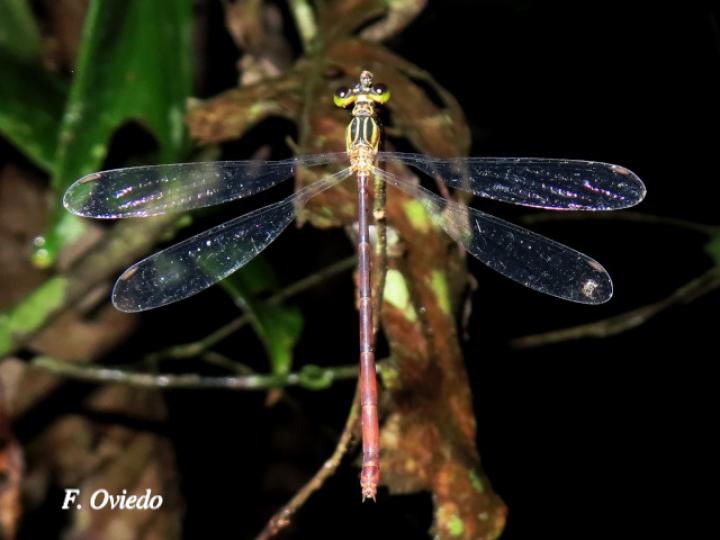 Heteragrion albifrons (Caballito de alas planas y frente pálida)