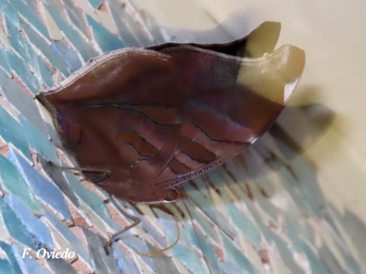 Historis odius dious