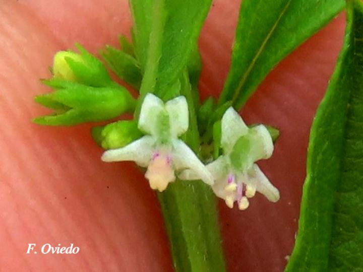 Hyptis verticillata (Canilla de mula, Juanilama mocha)