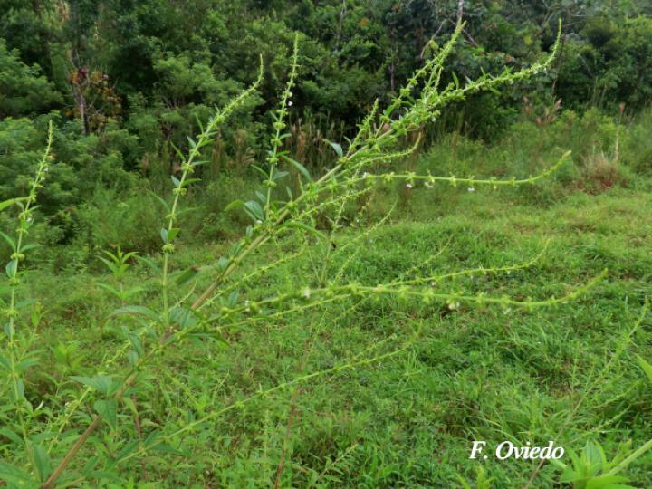 Hyptis verticillata (Canilla de mula, Juanilama mocha)
