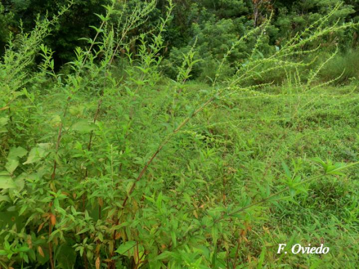 Hyptis verticillata (Canilla de mula, Juanilama mocha)