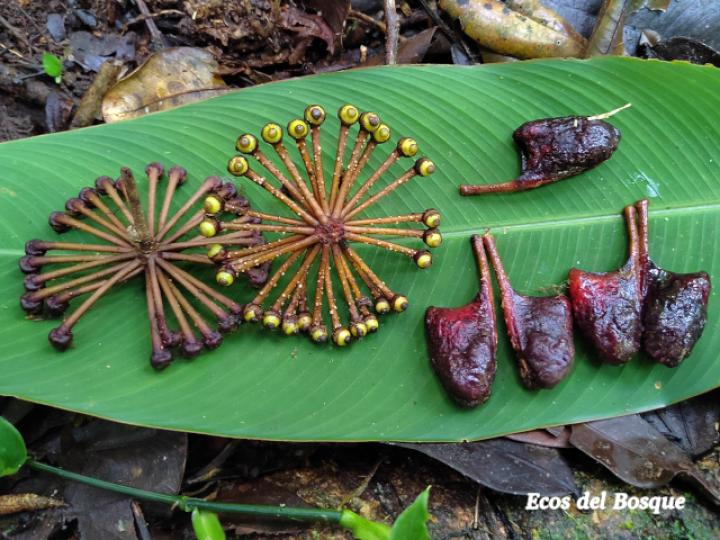 Marcgravia nepenthoides