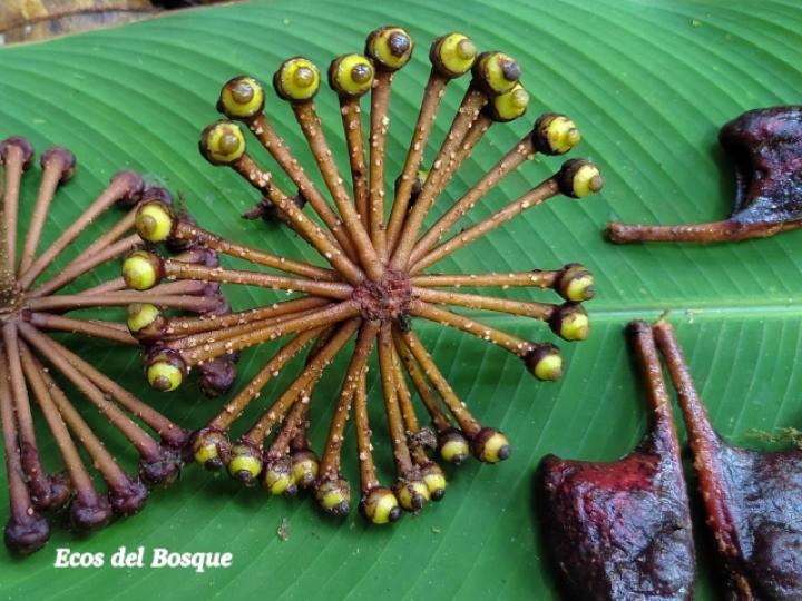 Marcgravia nepenthoides