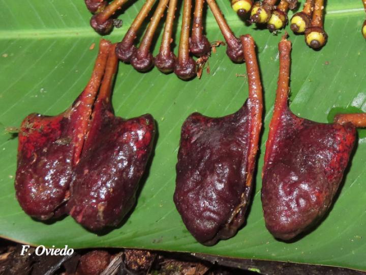 Marcgravia nepenthoides