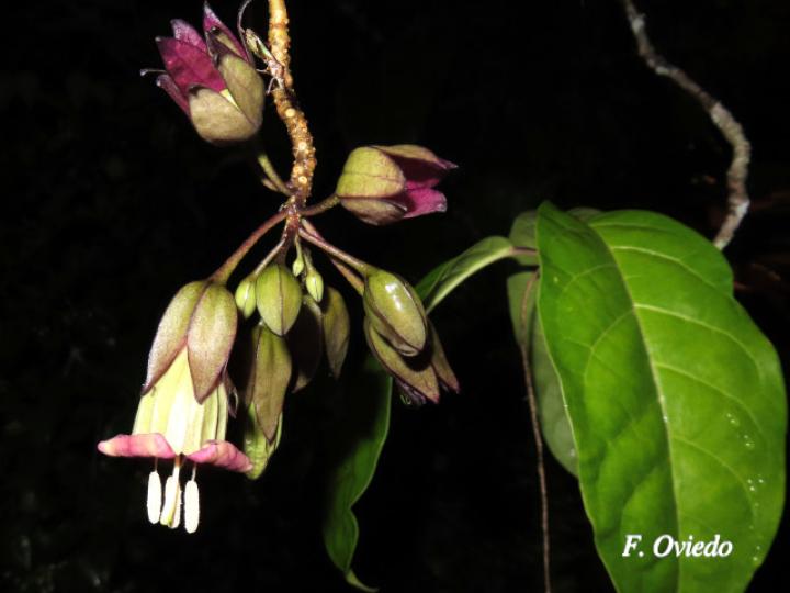 Merinthopodium neuranthum