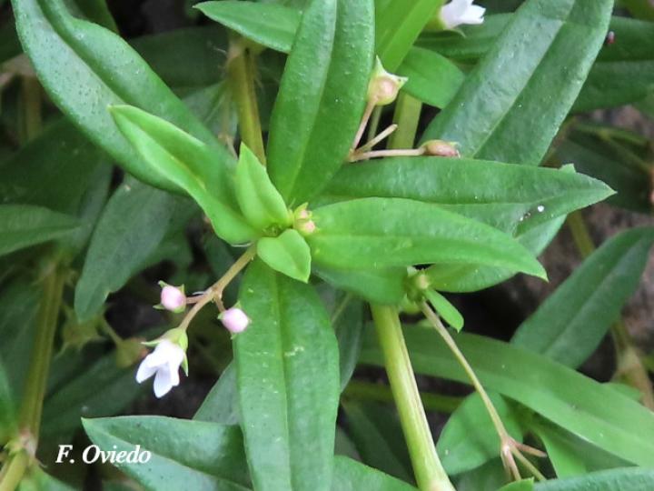 Oldenlandia corymbosa