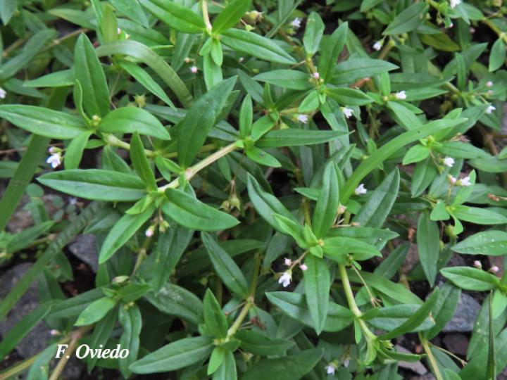 Oldenlandia corymbosa