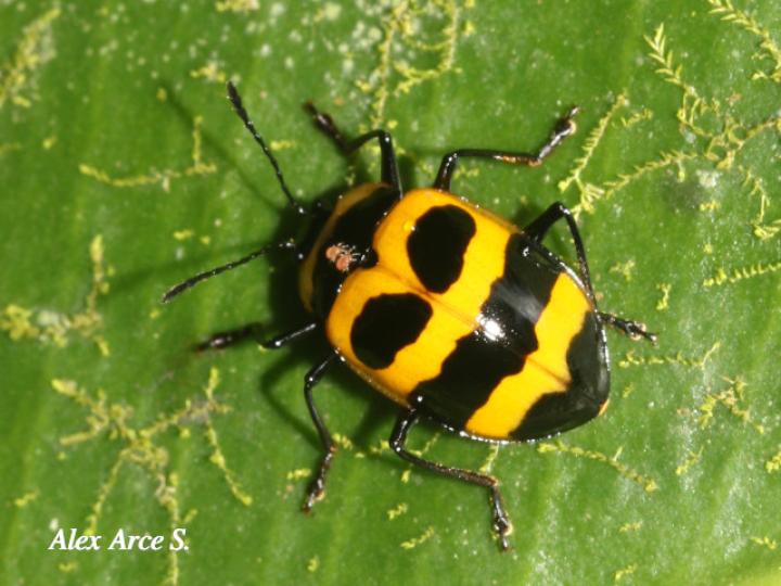 Oligocorynus jansoni