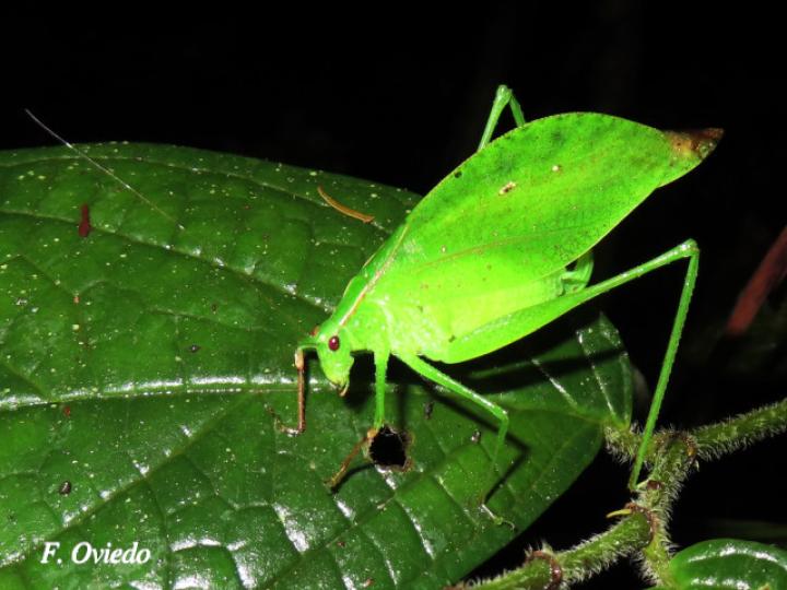 Orophus tesellatus (Saltamonte de hoja falsa)