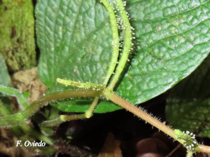 Peperomia guapilesiana