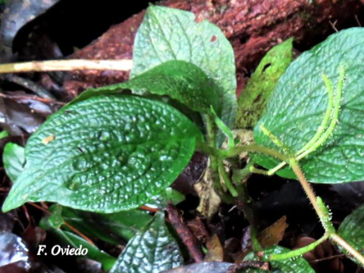 Peperomia guapilesiana
