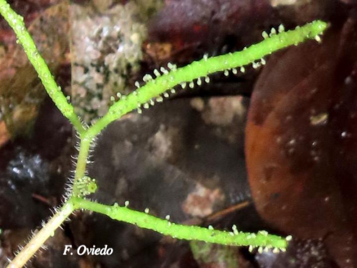 Peperomia guapilesiana