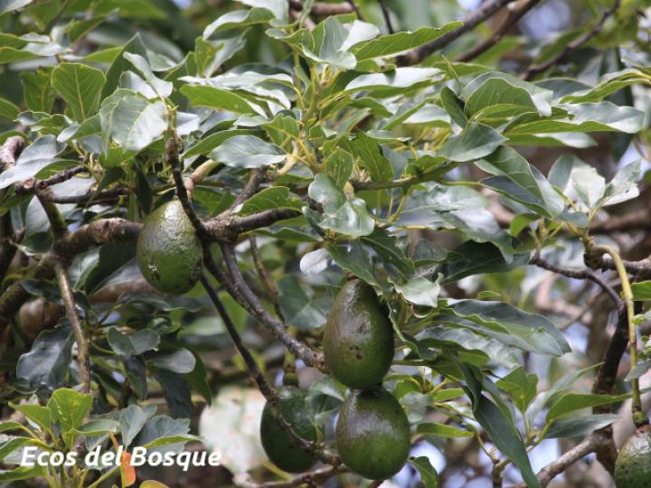 Persea americana (Aguacate)