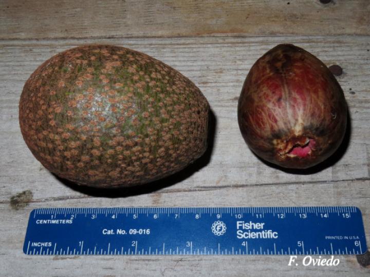 Persea americana (Aguacate)