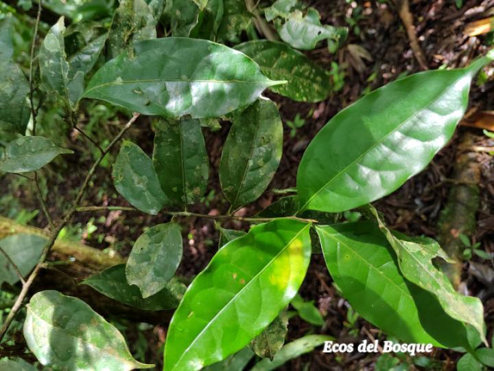 Persea americana (Aguacate)