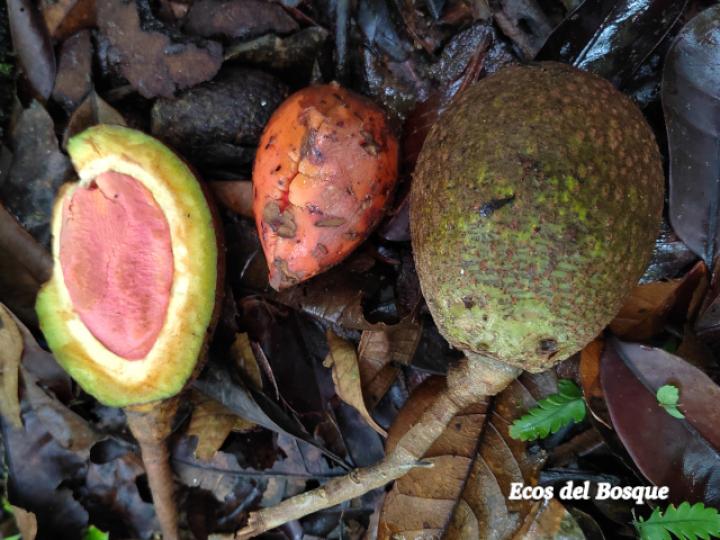 Persea americana (Aguacate)