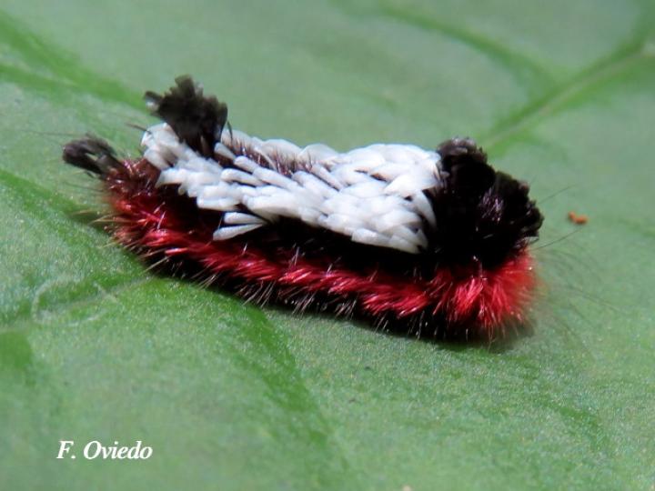 Prothysana felderi