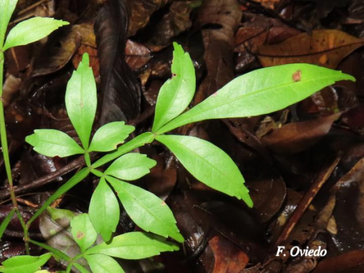 Serjania mexicana (Bejuco espinoso)