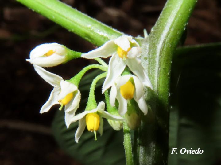 Solanum nigrescens