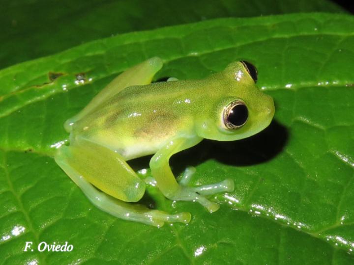 Teratohyla spinosa (Rana de cristal de espinosa)