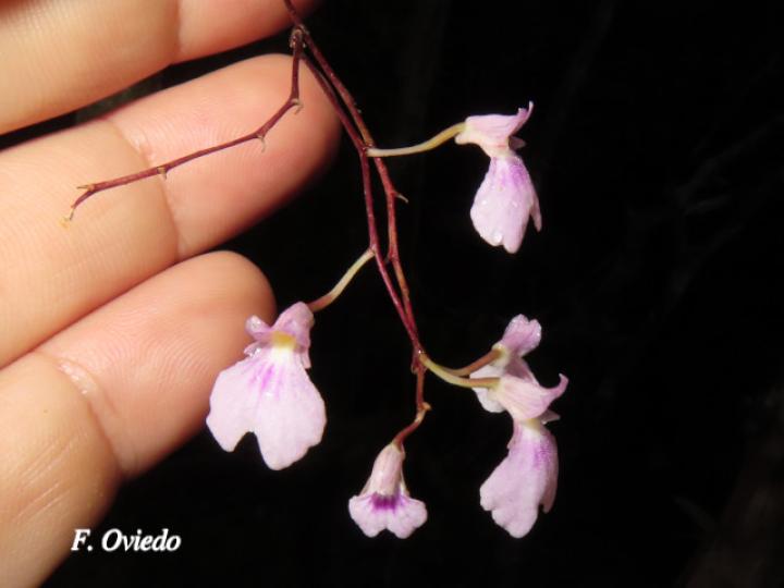 Ionopsis utricularioides