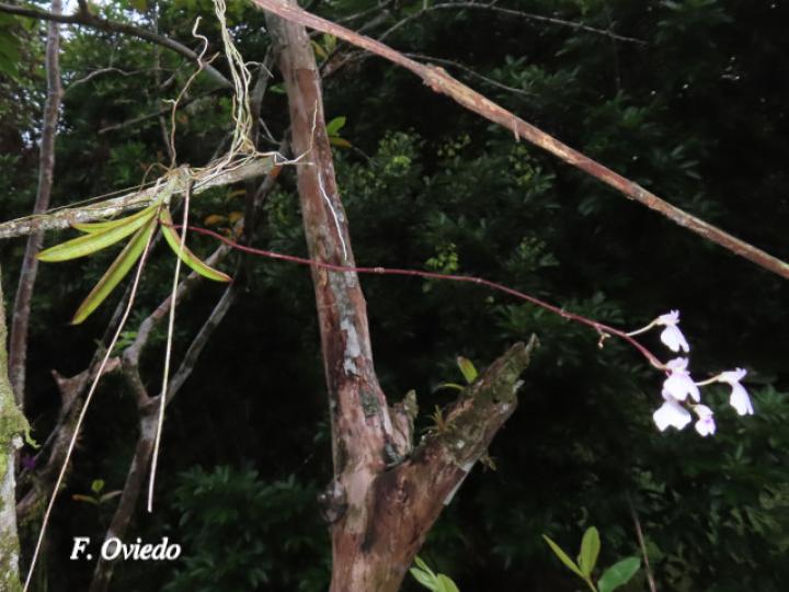 Ionopsis utricularioides