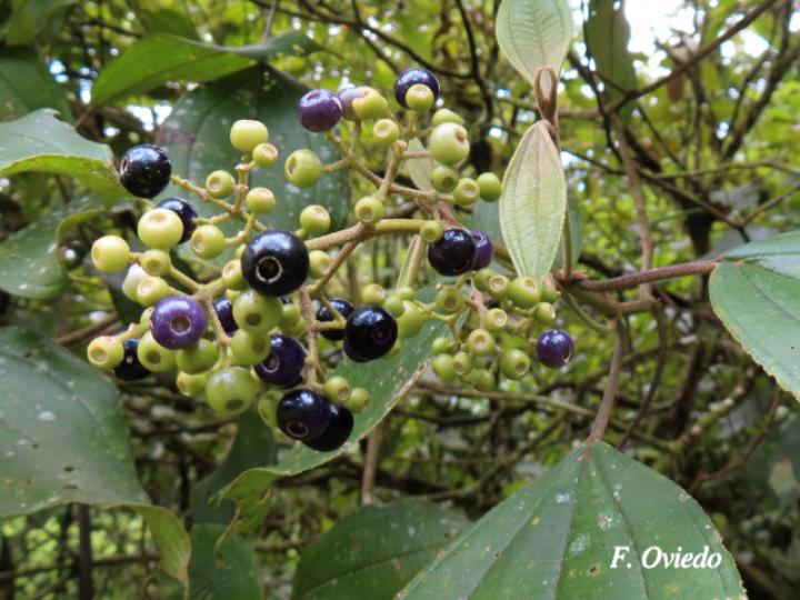 Conostegia micrantha