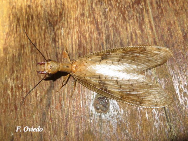 Corydalus flavicornis