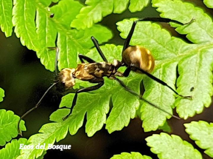 Dolichoderus validus