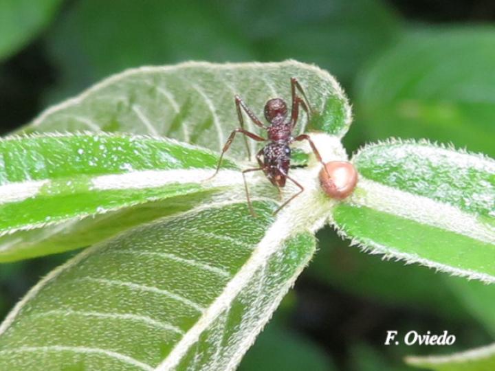 Ectatomma ruidum