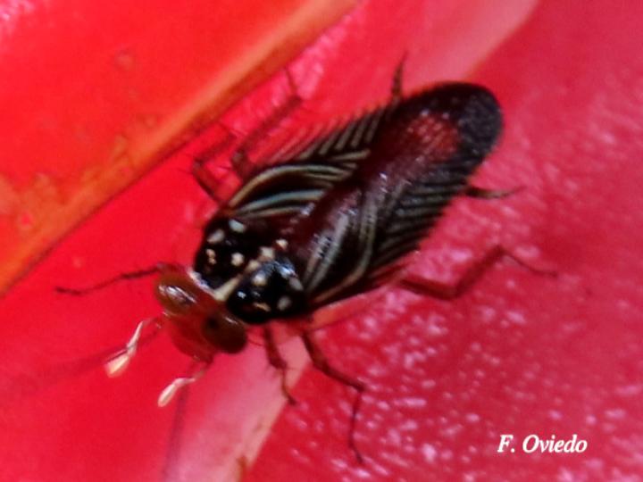 Euphyllodromia angustata