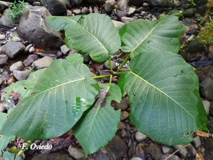 Ficus nymphaeifolia (Higuerón)