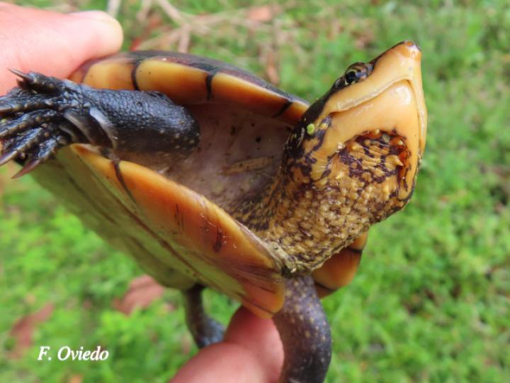 Kinosternon leucostomum (Tortuga de pantano)